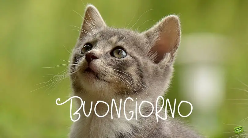 Buongiorno! | Good Morning in Italian