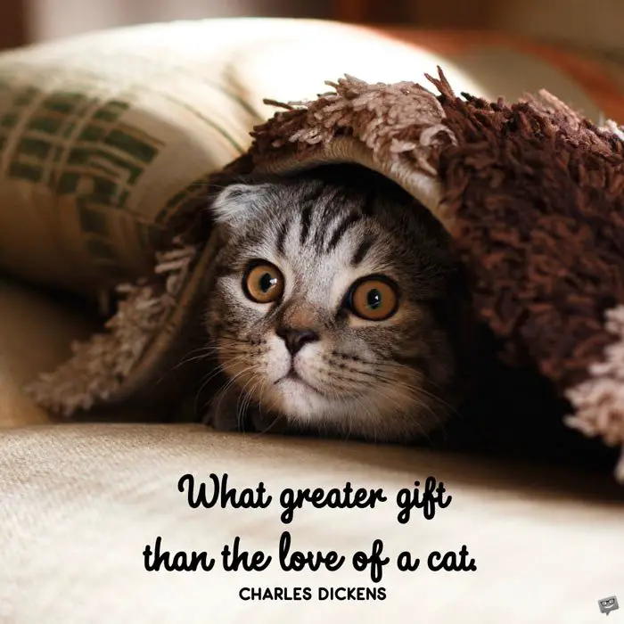 What greater gift than the love of a cat. Charles Dickens