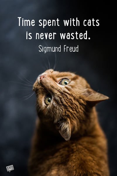 Time spent with cats is never wasted. Sigmund Freud