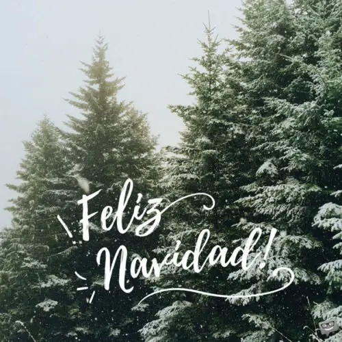 Imagen con árboles nevados para desear Feliz Navidad. Feliz Navidad.