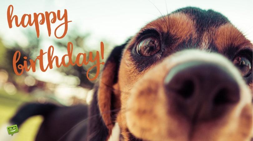 Candles on Dog Food | 64 Heart-Touching and Cute Wishes for a Dog&#8217;s Birthday