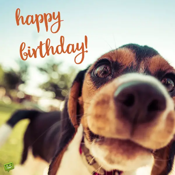 Happy Birthday, Cute Dog! | Heart-Touching Wishes for Puppies