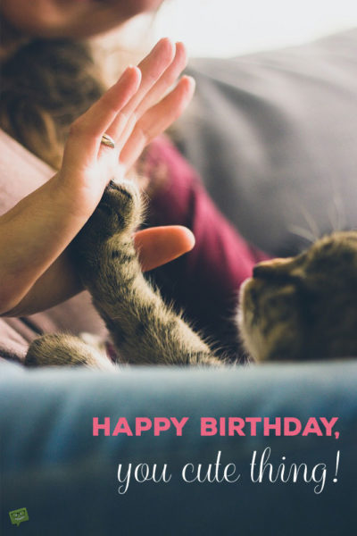 Cute Birthday Quote for a cat. | Birthday Wishes Expert Happy Birthday, you cute thing!