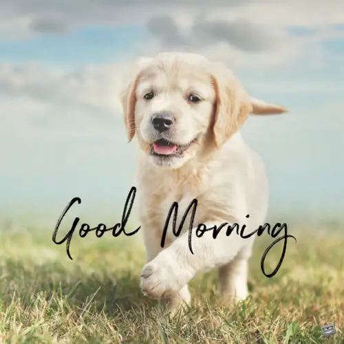 Good morning image with cute puppy. | Birthday Wishes Expert Good Morning.