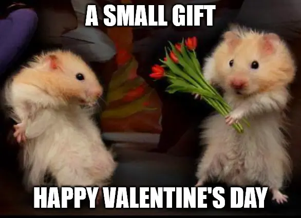 A Small Gift My Valentine Meme