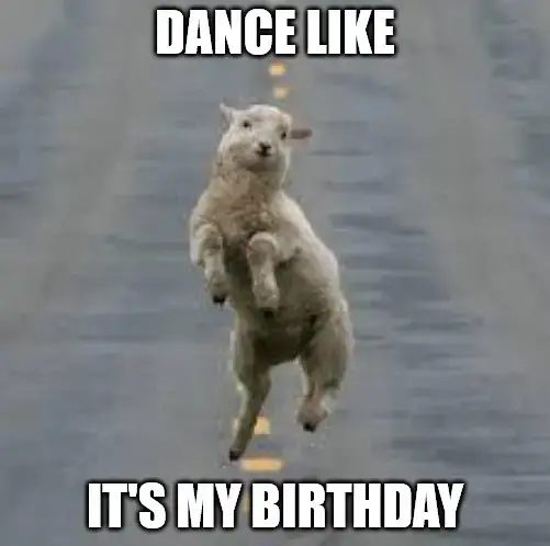 Танцуй, как будто это мой день рождения Мем с танцующей овцой