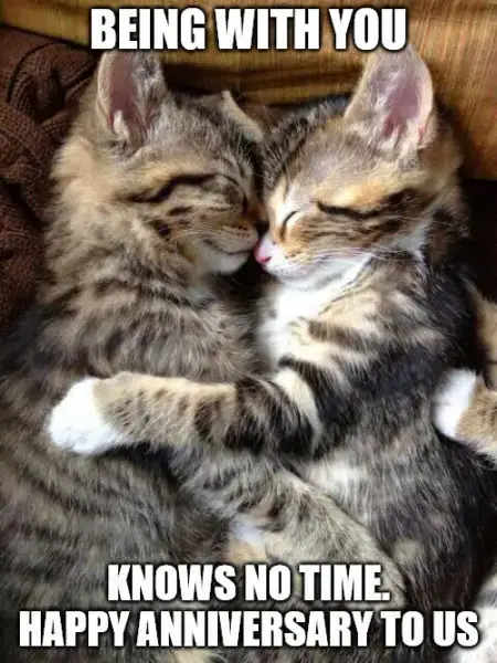 Юбилейный мем с милыми кошками, обнимающимися.