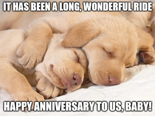 Cute puppies resting Anniversary Meme.