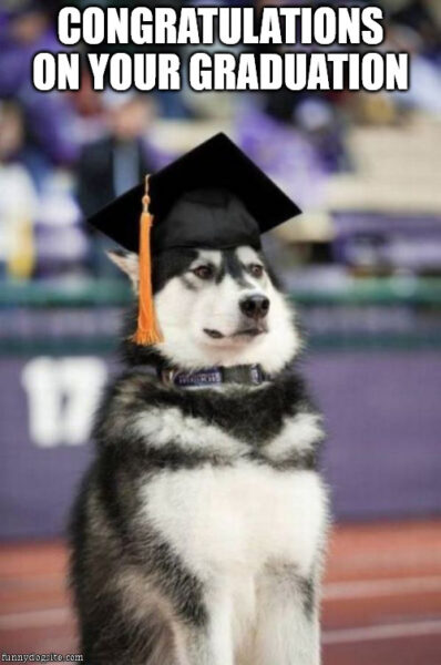 Dog graduation Congratulations meme.