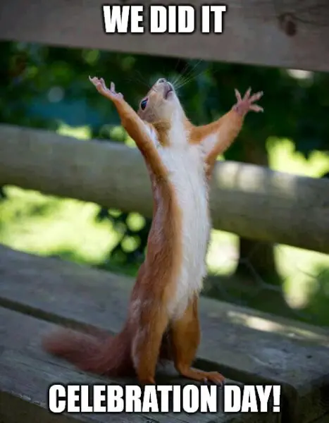 Squirrel thank god a man is here Celebration meme