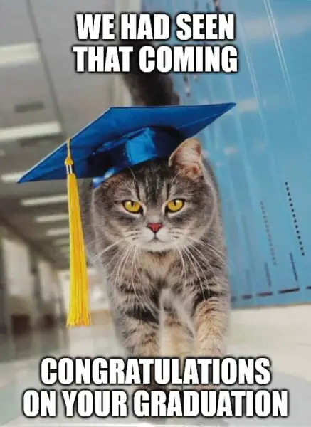 Graduation kitty congratulations meme.