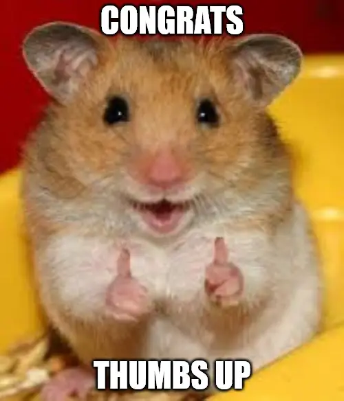 Thumbs up hamster Congratulations meme.