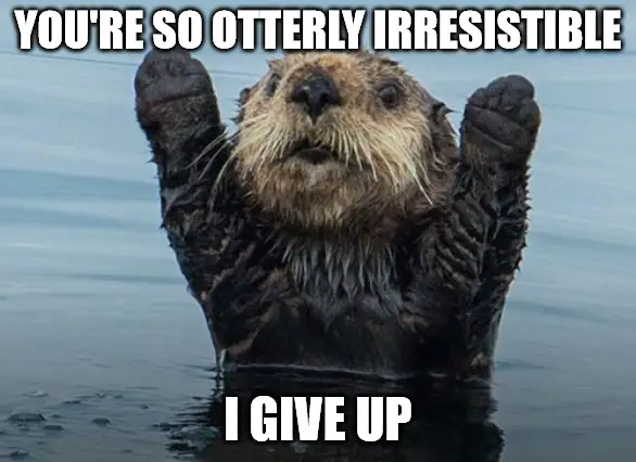 Cute love meme with otter.