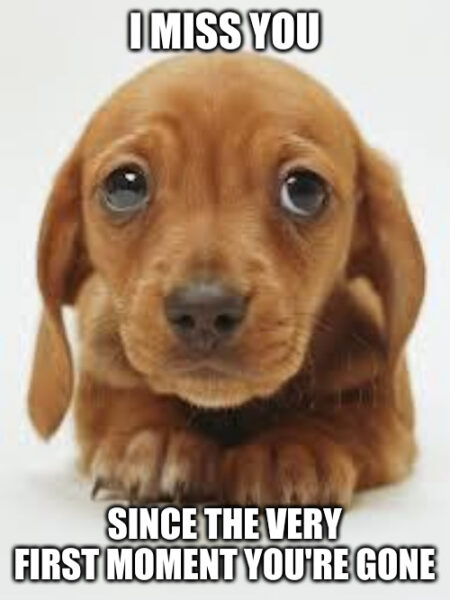 Sad Puppy Misses you already meme.