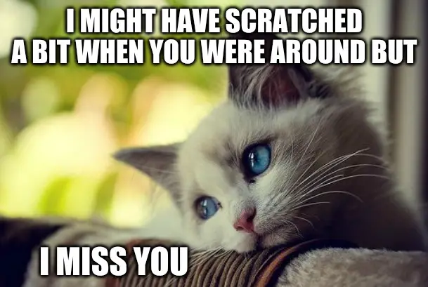 Sad Kitty Missing you meme.