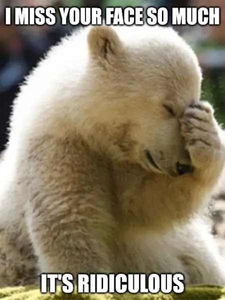 Facepalm Bear Missing you Meme.