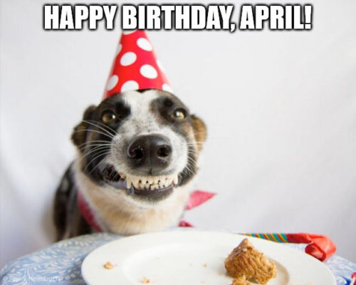 Happy Birthday, April - Birthday Dog Meme.