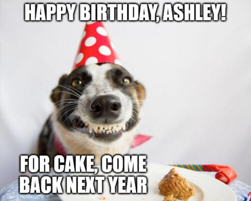 Happy Birthday, Ashley - Birthday Dog Meme.