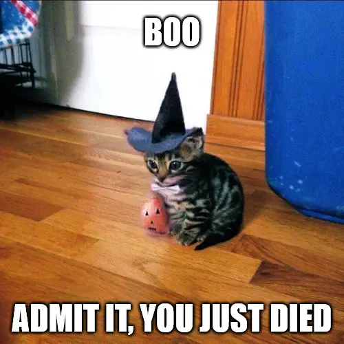 Halloween Boi Kitten Meme
