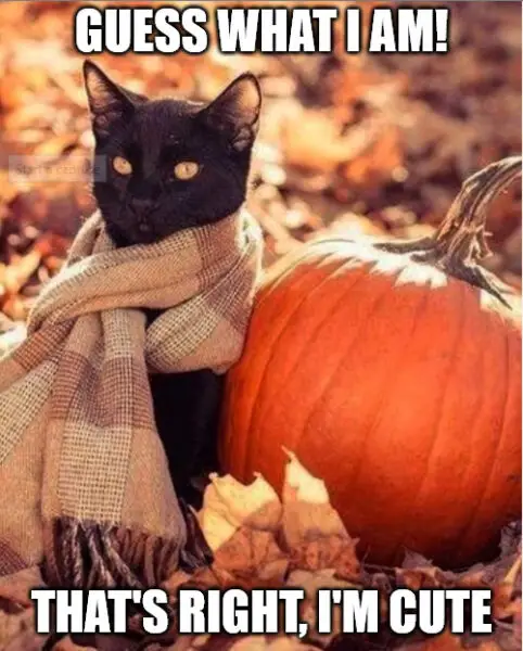 Happy Halloween Meme with cute cat.