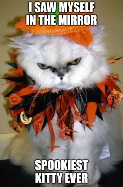 Spookiest kitty ever - Halloween cat Meme.