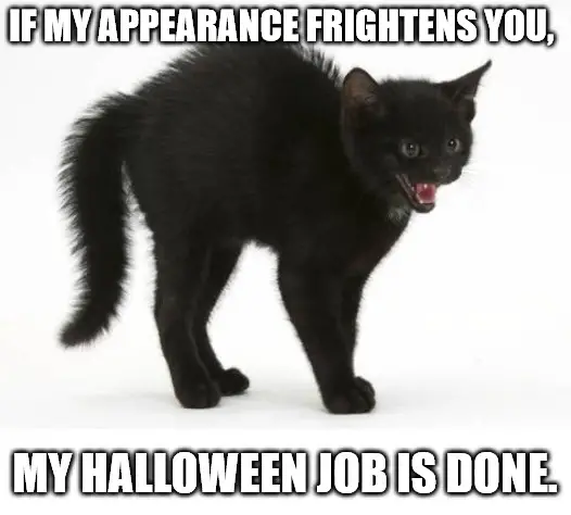 Black Halloween cat Meme.