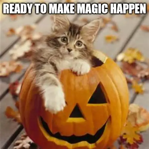 Cute Halloween Cat Meme.