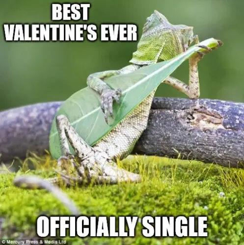 Single frog on Valentine's meme.
