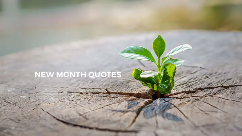 New Month Quotes