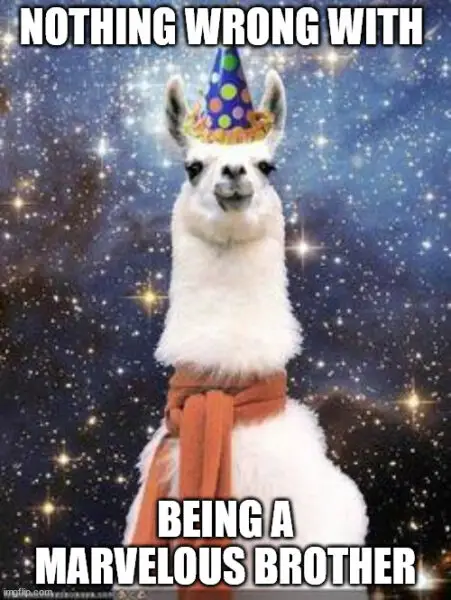 Drama Lllama birthday meme | Birthday Wishes Expert Happy Birthday brother meme