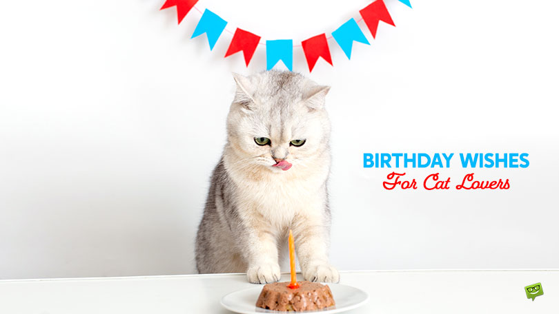 30+ Cute Birthday Wishes for Cat Lovers