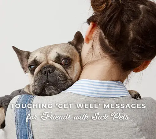 Featured image for a blog post with get well soon messages for friends with sick pets.