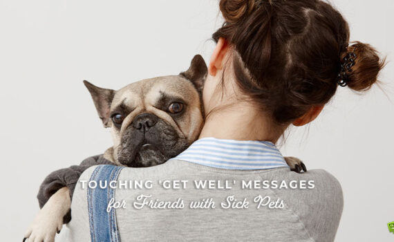 Featured image for a blog post with get well soon messages for friends with sick pets.